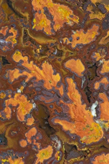 Natural Pattern Prints: Plume Agate, Sammamish Washington