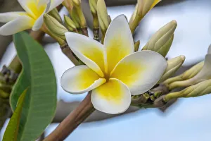 Apocynaceae Prints: Plumeria