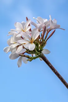 Plumeria