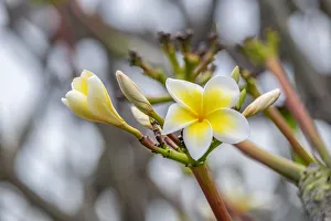 Plumeria