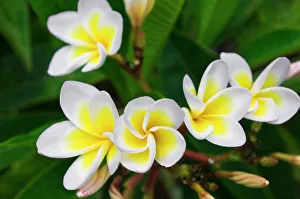 Landforms Prints: Plumeria flowers, Island of Kauai, Hawaii