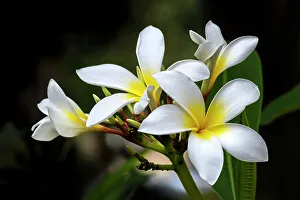 Apocynaceae Prints: Plumeria, Frangipani