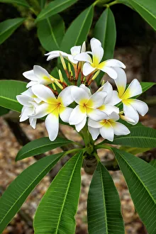 Apocynaceae Prints: Plumeria, Frangipani