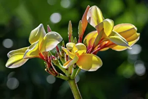 Apocynaceae Prints: Plumeria, Frangipani