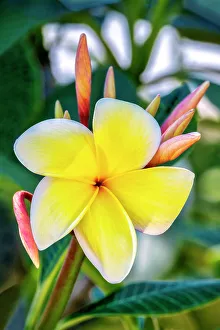 Apocynaceae Prints: Plumeria, Frangipani