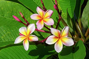 Apocynaceae Prints: Plumeria, Frangipani