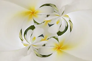Apocynaceae Prints: Plumerias a genus of flowering plants in the dogbane family, Maui, Hawaii