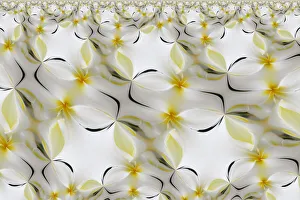 Images Dated 4th April 2022: Plumerias a genus of flowering plants in the dogbane family, Maui, Hawaii