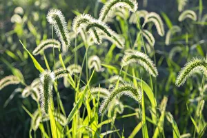 Seed Prints: Plumes of grass rimmed in light, USA
