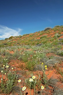 Annual Prints: Poached egg daisies (Polycalymma stuartii), Munga-Thirri National Park, Australia