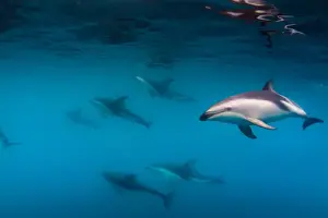 Images Dated 20th February 2013: A Pod of Dusky Dolphins swimming off the Kaikoura Penninsula, South Island, New Zealand