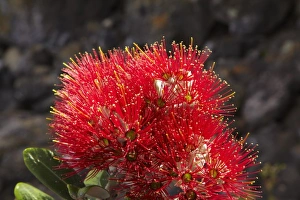 Images Dated 13th December 2009: Pohutakawa Flowers, Mount Maunganui, Tauranga, Bay of Plenty, North Island, New Zealand