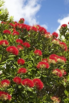 Crimson Prints: Pohutakawa Flowers, Mount Maunganui, Tauranga, Bay of Plenty, North Island, New Zealand