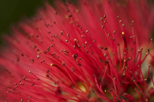 Images Dated 31st January 2012: Pohutukawa Flower, Dunedin, South Island, New Zealand