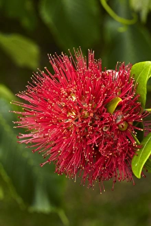 Crimson Prints: Pohutukawa Flower, Dunedin, South Island, New Zealand