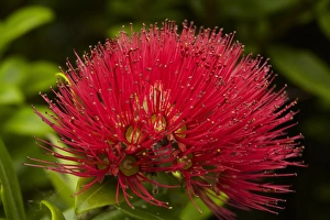 Images Dated 31st January 2012: Pohutukawa Flower, Dunedin, South Island, New Zealand