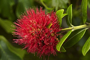 Images Dated 31st January 2012: Pohutukawa Flower, Dunedin, South Island, New Zealand
