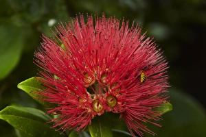 Images Dated 31st January 2012: Pohutukawa Flower, Dunedin, South Island, New Zealand
