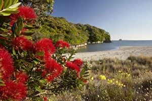 North Island Prints: Pohutukawa Flowers, Cooks Beach, Coromandel Peninsula, North Island, New Zealand