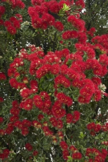 Pohutukawa Prints: Pohutukawa Flowers, Paihia, Bay of Islands, Northland, North Island, New Zealand