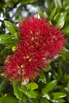 Pohutukawa Prints: Pohutukawa flowers, Russell, Bay of Islands, Northland, North Island, New Zealand