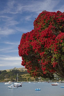 Pohutukawa tree and Akaroa Harbour, Akaroa, Banks Peninsula, Canterbury, South Island