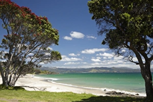 Images Dated 18th December 2009: Pohutukawa tree and beach, Kuaotunu, Coromandel Peninsula, North Island, New Zealand