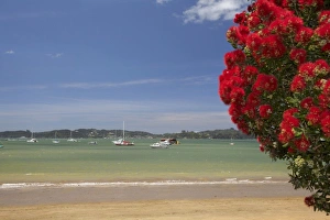 Pohutukawa tree and beach, Paihia, Bay of Islands, Northland, North Island, New Zealand