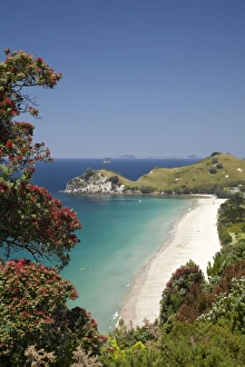 Pohutukawa Prints: Pohutukawa Tree in Bloom and Hahei, Coromandel Peninsula, North Island, New Zealand