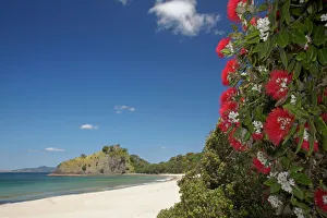 North Island Prints: Pohutukawa Tree in Bloom and New Chums Beach, Coromandel Peninsula, North Island