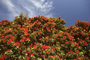 Images Dated 14th December 2009: Pohutukawa Tree in Bloom, Thames Coast, Coromandel Peninsula, North Island, New Zealand