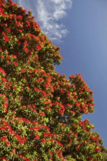 Crimson Prints: Pohutukawa Tree in Bloom, Thames Coast, Coromandel Peninsula, North Island, New Zealand
