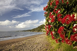 Icon Prints: Pohutukawa Tree in Bloom, Thornton Bay, Thames Coast, Coromandel Peninsula, North Island