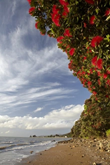 Images Dated 14th December 2009: Pohutukawa Tree in bloom, Thornton Bay, Thames Coast, Coromandel Peninsula, North Island