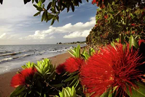 Icon Prints: Pohutukawa Tree in Bloom, Thornton Bay, Thames Coast, Coromandel Peninsula, North Island