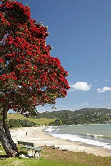 Pohutukawa Tree and Buffalo Beach, Whitianga, Coromandel Peninsula, North Island
