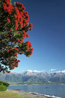 Pohutukawa Tree, Kaikoura and Seaward Kaikoura Ranges, Marlborough, South Island