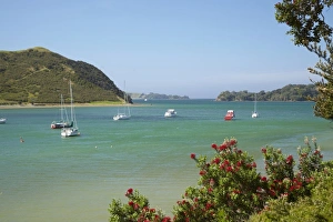 Pohutukawa Prints: Pohutukawa tree and yachts moored in Waipiro Bay, Parekura Bay, Bay of Islands, Northland