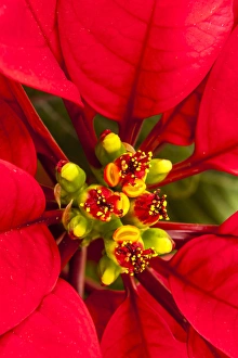 Poinsetia in all its Christmas Glory