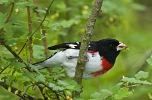Point Pelee National Park. Rose-breasted grosbeak close-up