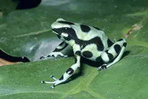 Poison Dart Frog, (Dendrobates auratus) Cahuita National Park, Costa Rica