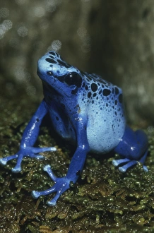 Kevin Schafer Prints: Poison Dart Frog, (Dendrobates azureus), Surinam, South America