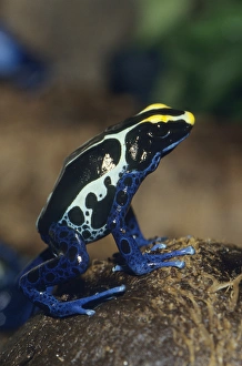 Kevin Schafer Prints: Poison Dart Frog (Dendrobates tinctorius), South America CAPTIVE