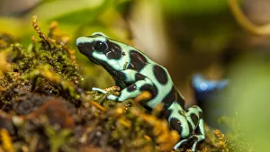 Images Dated 31st August 2020: Poison dart frogs are highly poisonous