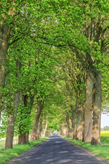 Images Dated 6th April 2024: Poland, Zlocieniec (Falkenburg in German). Road in Pomerania