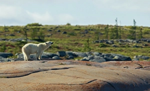 Manitoba Prints: Polar bear catching a scent in the air along the coast of Hudson Bay