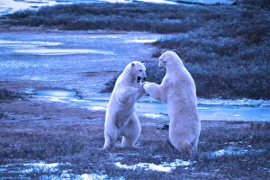 Images Dated 10th August 2007: Polar Bear close encounter as bears play fight next to Tundra Buggies with tourists