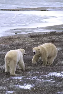 Images Dated 10th August 2007: Polar Bear close encounter as bears play fight next to Tundra Buggies with tourists