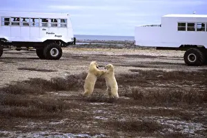 Fight Prints: Polar Bear close encounter as bears play fight next to Tundra Buggies with tourists