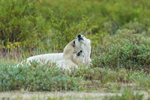 Sub Arctic Prints: Polar bear cub plays with mom during nap time in Northern Manitoba